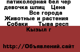 патиколорная бел/чер девочка шпиц › Цена ­ 15 000 - Все города Животные и растения » Собаки   . Тыва респ.,Кызыл г.